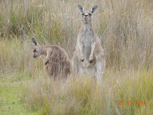 Kangeroo Narawntapu N.P.